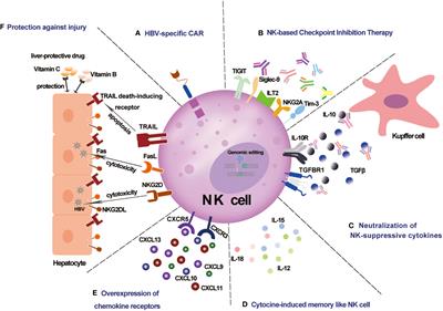 Prospects for NK-based immunotherapy of chronic HBV infection